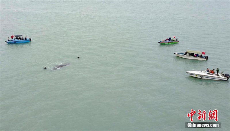 Мертвого кашалота вытащили из воды в порту Хуэйчжоу