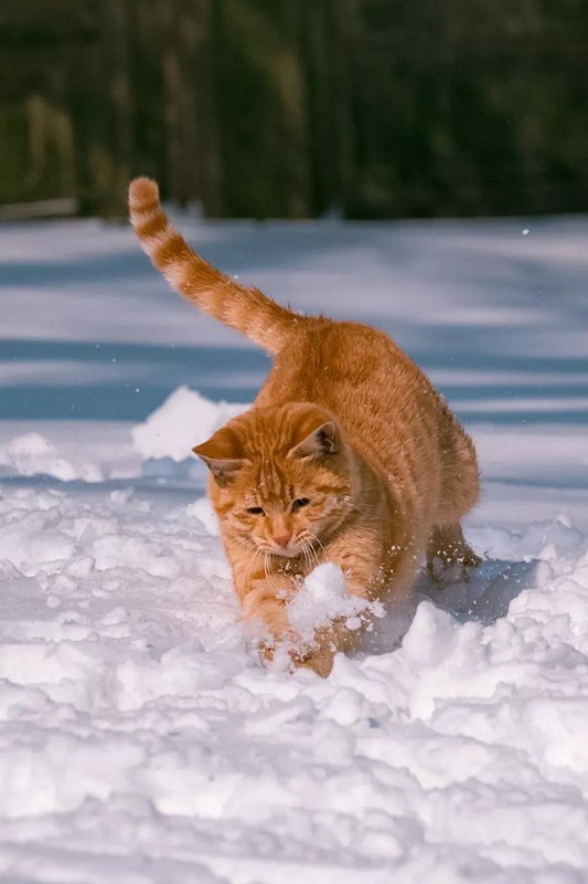 Подборка лучших фотографий с кошками от китайского дизайнера за 2018 год