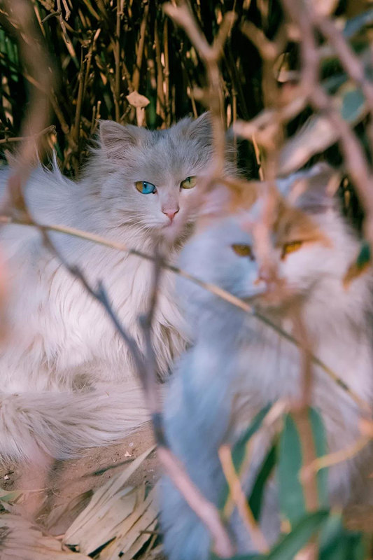 Подборка лучших фотографий с кошками от китайского дизайнера за 2018 год