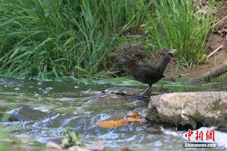 Национальный  парк водно-болотных угодий Цзинвэй — ?птичий рай? провинции Шаньси