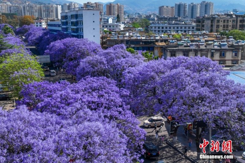 Китайский город Сичан утопает в море фиолетовых цветов