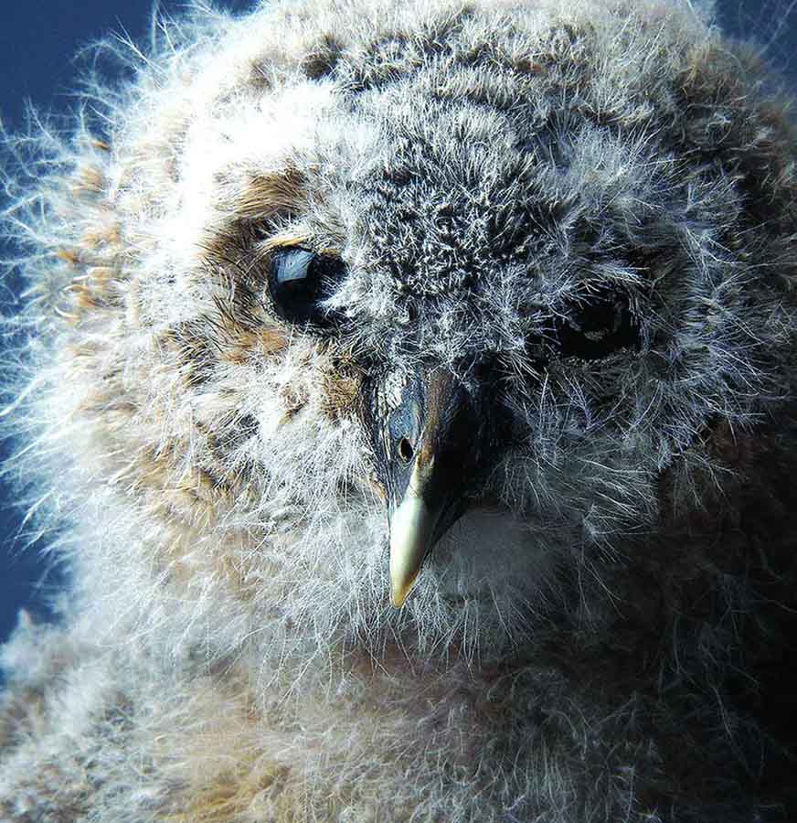 Самые отличные снимки года по версии журнала Smithsonian (9)