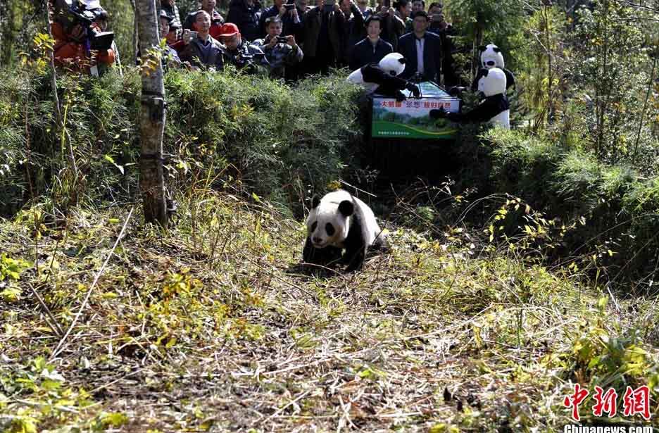 Панда Чжан Сян выпущена на волю (3)